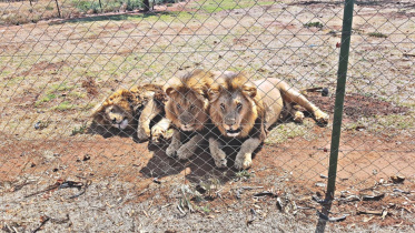 lion.jpg