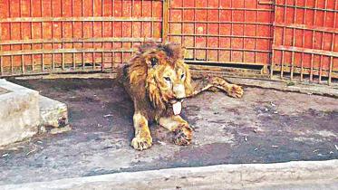 Juboraj the lion at the Comilla Zoo