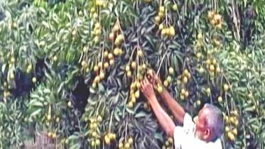 Litchi cultivation Gaibandha.jpg