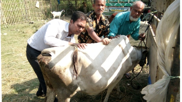 Lumpy skin disease.jpg