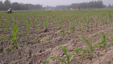 Maize tobacco farming.jpg