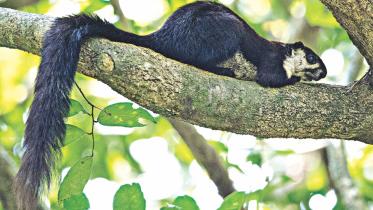 Malayan giant squirrel.jpg