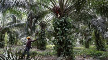 Malaysia palm biofuel.jpg