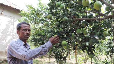 Malta cultivation Mymensingh.jpg