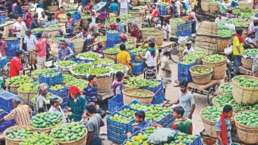 mango in rajshahi 1.jpg