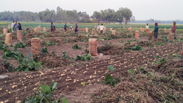 Manikganj potato growers 1.jpg