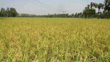 Mehedy-Hasan,-Rangpur