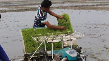 Modern paddy farming.jpg