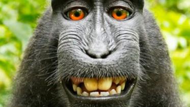 Monkey-selfieWB.jpg