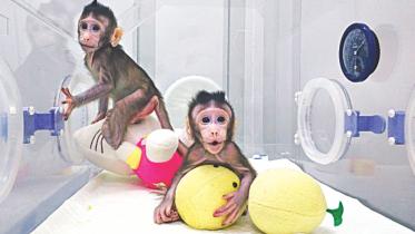Monkey.jpg