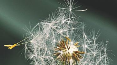 Mor Bhabonere Ki Haowa