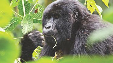 Mountain Gorilla.jpg