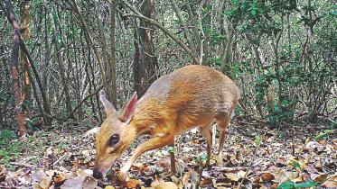 mouse deer.jpg