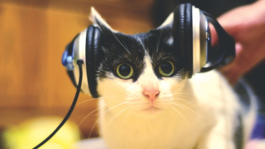 Music for Cats
