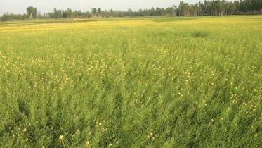 mustard field.jpg