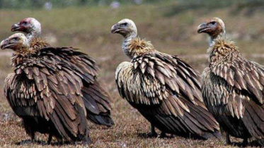 Mymensingh vulture.jpg
