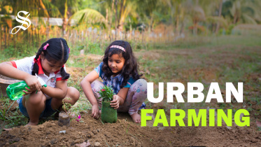 Nagarkrishi's Urban Agriculture