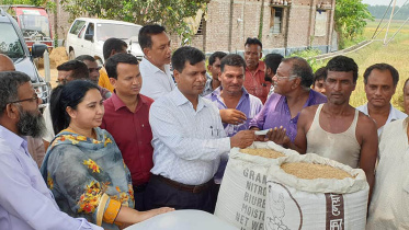 Natore paddy.jpg
