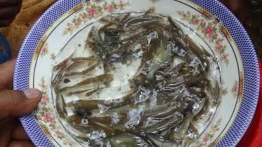 Natural carp breeding.jpg