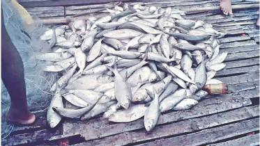 netting hilsa 1.jpg