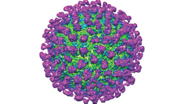 Neutralising Zika