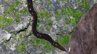 new-guinea-flatworm.jpg