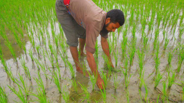 Nilphamari, aus paddy cultivation.JPG