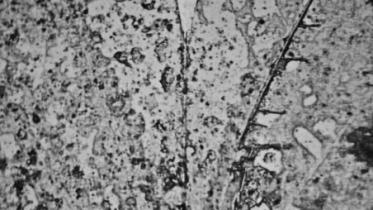 nirbachito golpo.jpg