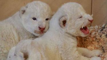 rare white wild cats, Offbeat, white lions, white tigers, central Poland, private zoo, zoo in Poland