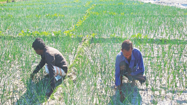 onion growers Rangpur.jpg
