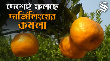 Orange Cultivation in Jhenidah