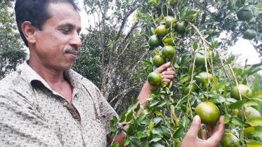 organic mandarin growers.jpg