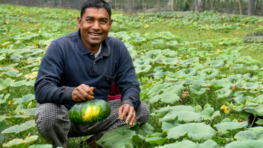 Organic vegetable farming in Gaibandha