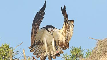 Osprey florida.jpg