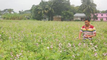 Pabna bean photo-2.jpg
