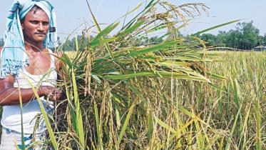 Paddy in Bangladesh