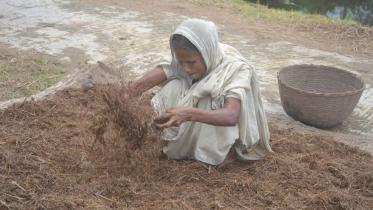 paddy procurement Habiganj.jpg