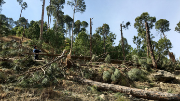 Pakistan-forest.jpg