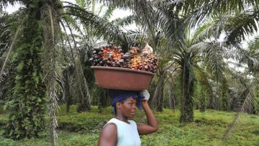 Palm-oil-WB.jpg