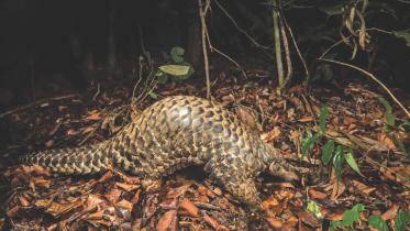 pangolin.jpg