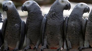 African Grey Parrot