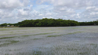 Patuakhali-pic-430-(10-08-15).jpg