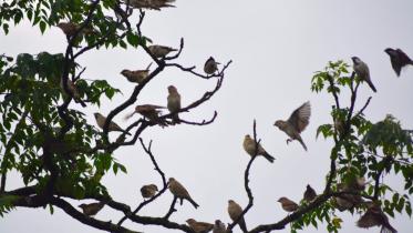 Patuakhali Police Station complex.jpg