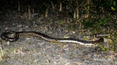 Rescued Python released