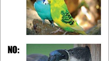 pda