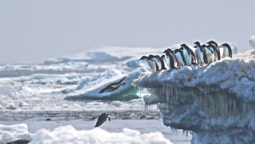 penguin.jpg
