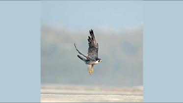 Peregrine Falcon.jpg