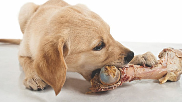 Pet care during Eid holidays