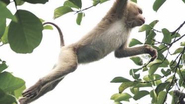 Pig-tailed Macaque.jpg
