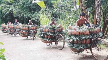 pineapple yeild 1.jpg